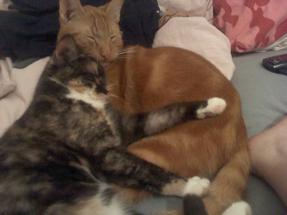 Huskat Bandit - Her ligger bandit sammen med en af de killinger han diede sammen med hos rødmis. billede 11