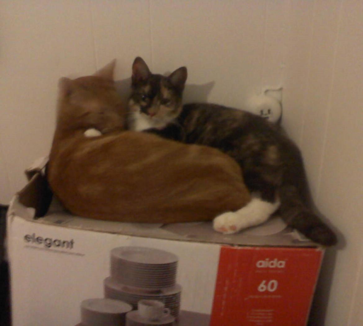 Huskat Bandit - Her ligger de igen de var ud adskillige de var som bror og søster billede 12