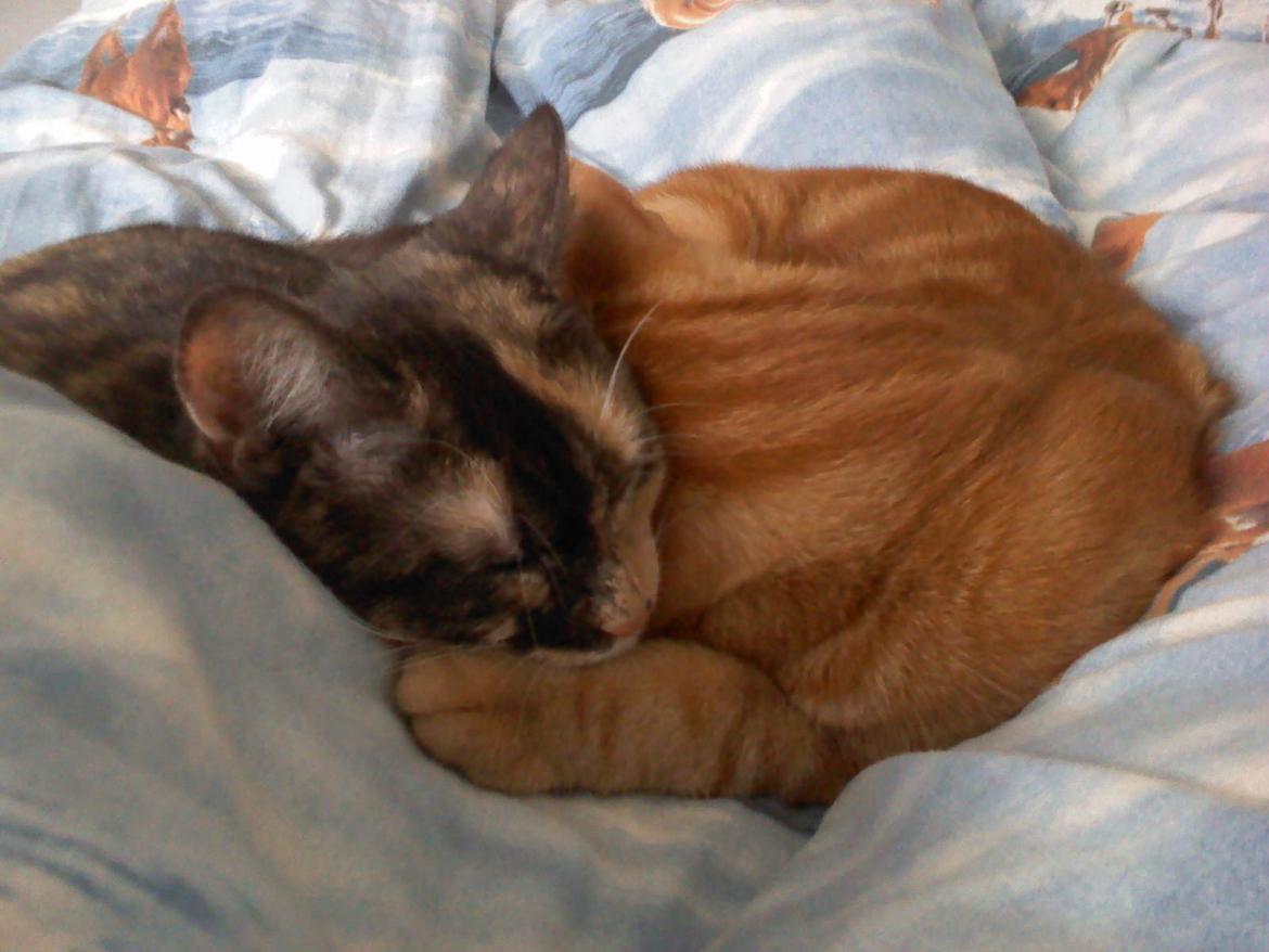 Huskat Bandit billede 13