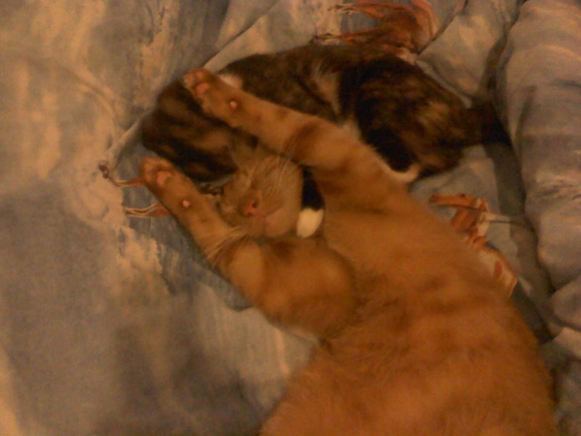 Huskat Bandit billede 14