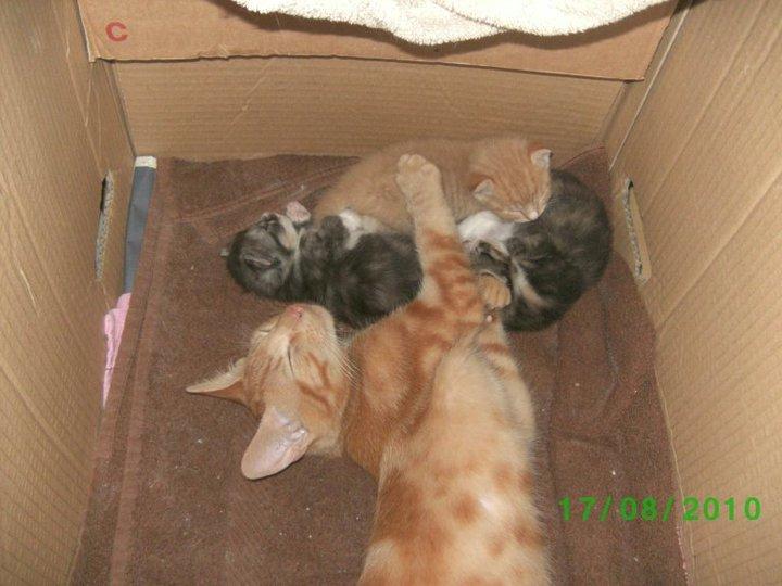 Huskat Bandit - Her ligger han og passer på alle tre killinger fra rødmis af i 2010 billede 15