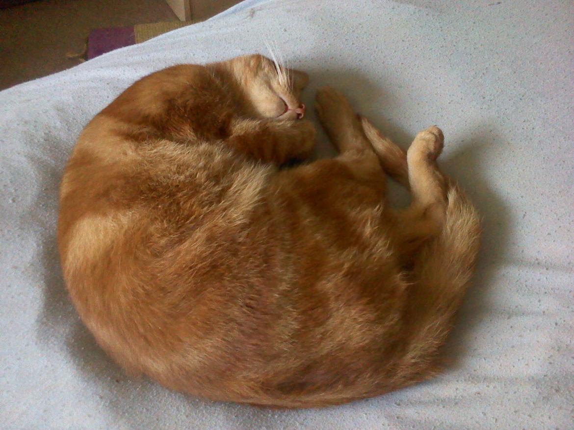 Huskat Bandit billede 16