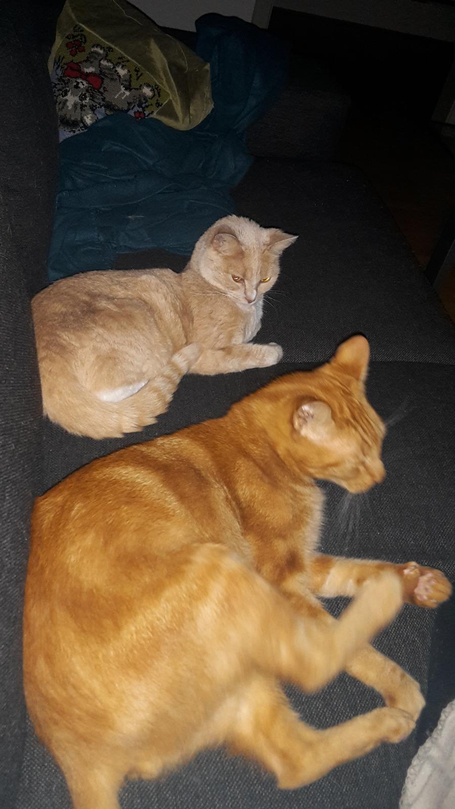 Huskat Bandit - bandit og rødmis efter lige godt to års fravær fra hinanden ☺ billede 17