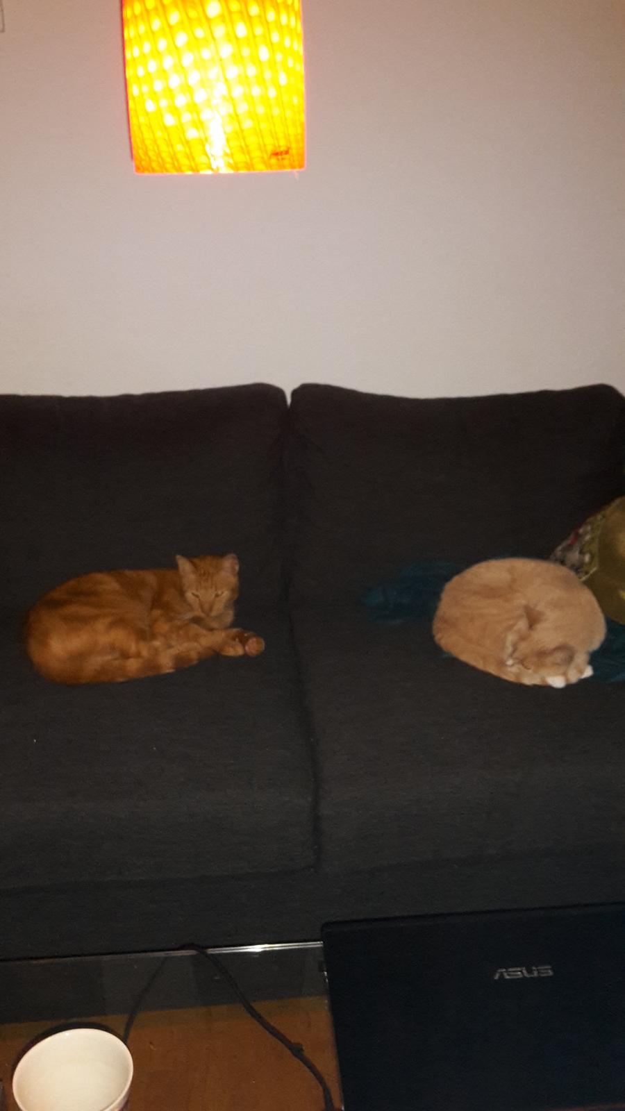 Huskat Bandit billede 18