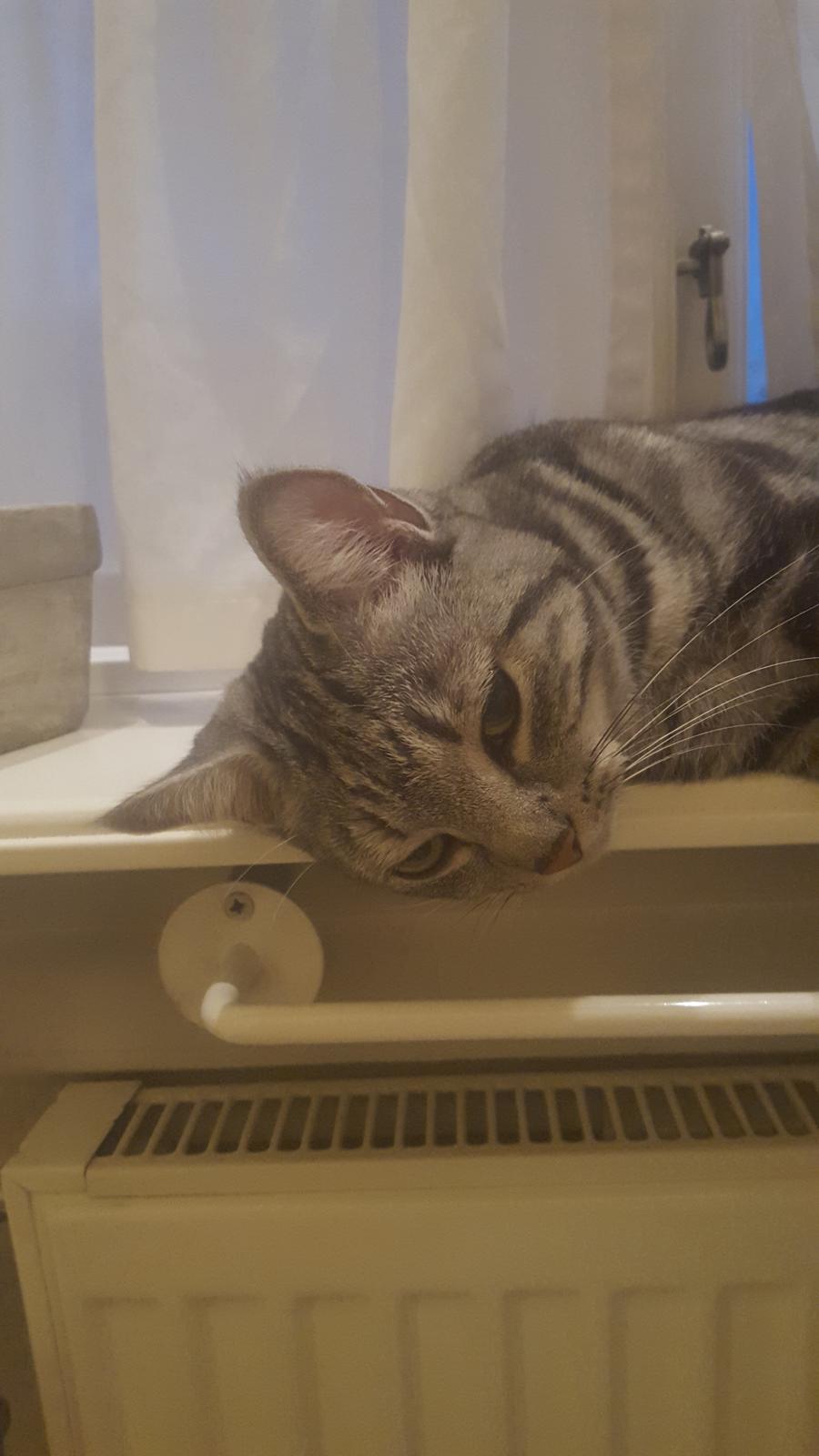 Europé Grevy Lliv  billede 19