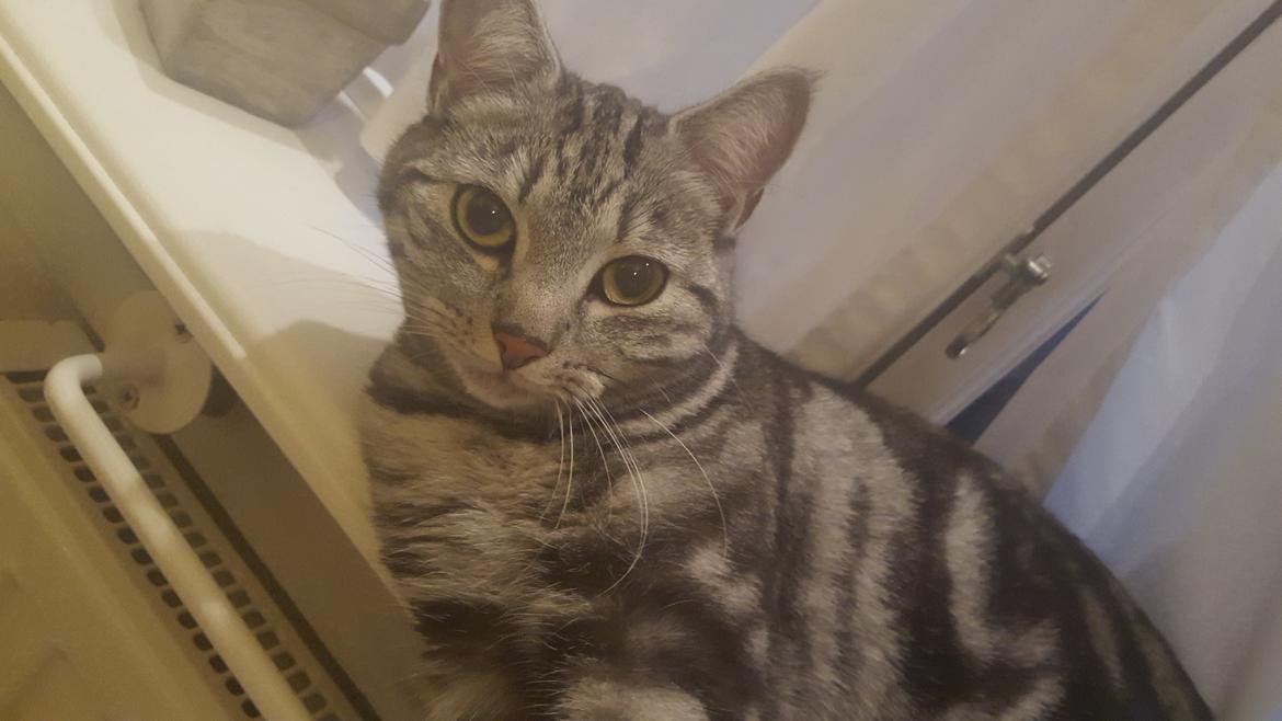 Europé Grevy Lliv  billede 20