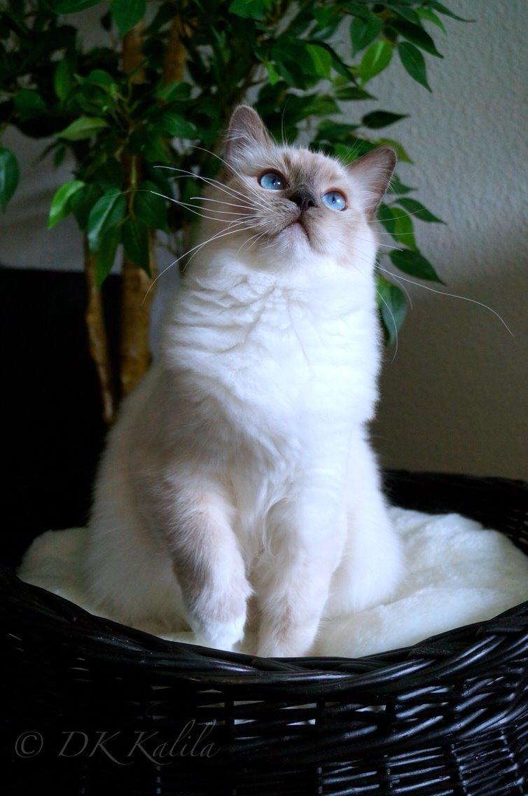 Ragdoll HU* Diamond Dolls Yaffa of DK Kalila billede 10