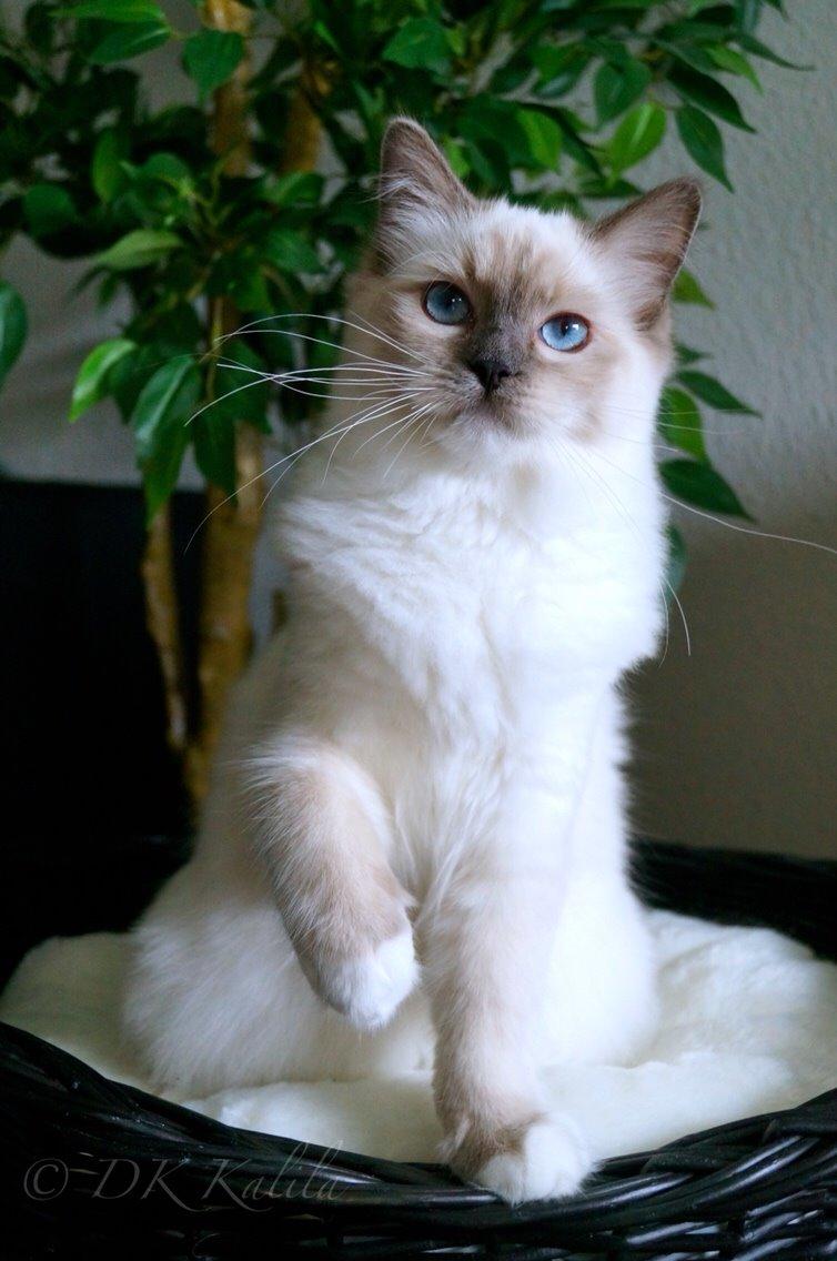 Ragdoll HU* Diamond Dolls Yaffa of DK Kalila billede 12