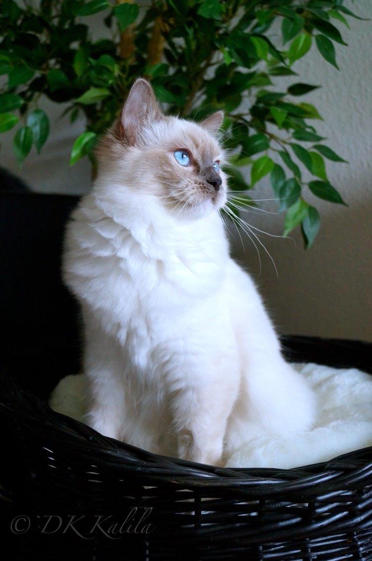 Ragdoll HU* Diamond Dolls Yaffa of DK Kalila billede 13