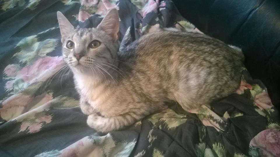 Huskat Snowi billede 2