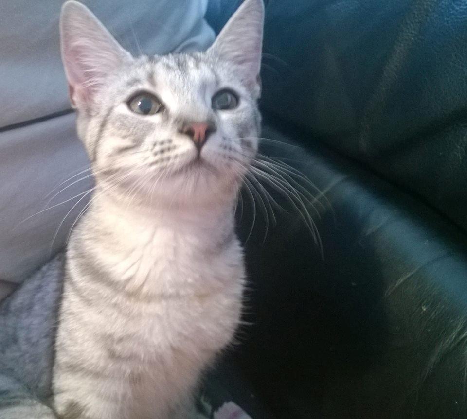 Huskat Snowi billede 1