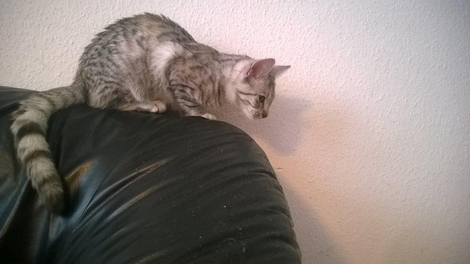 Huskat Snowi billede 4