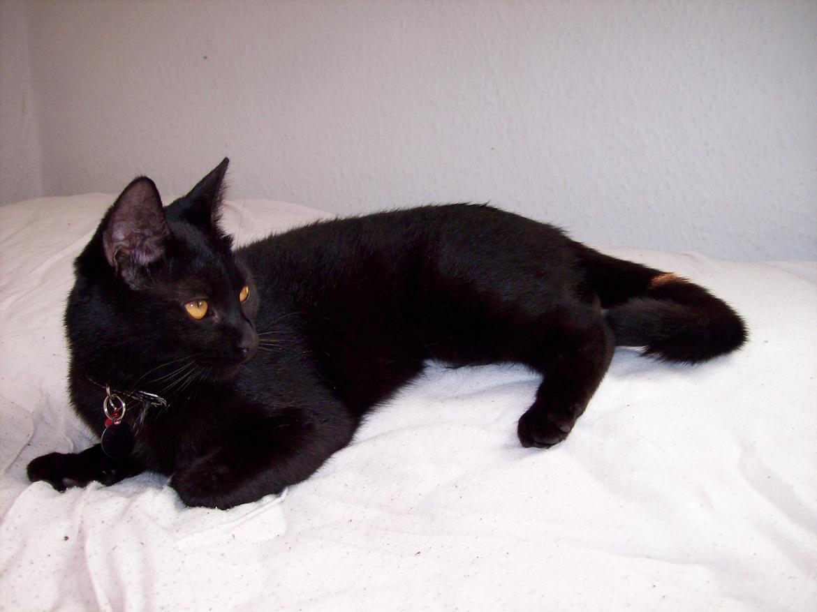 Blanding af racer Twiggy billede 9