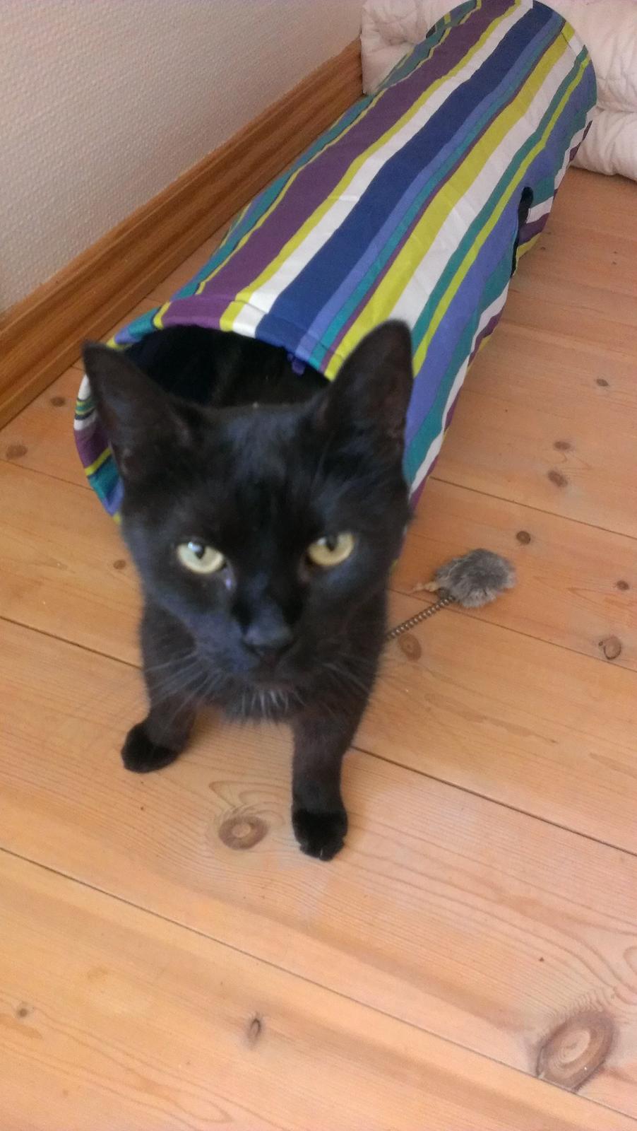 Blanding af racer Twiggy billede 11