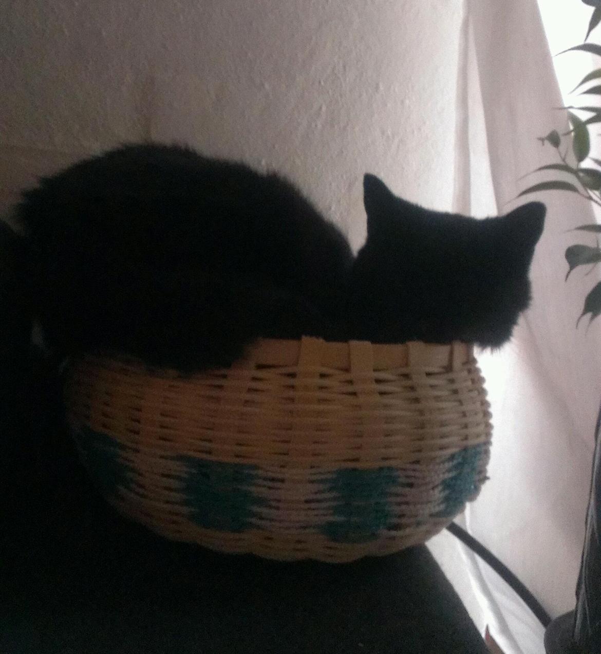 Blanding af racer Twiggy billede 12