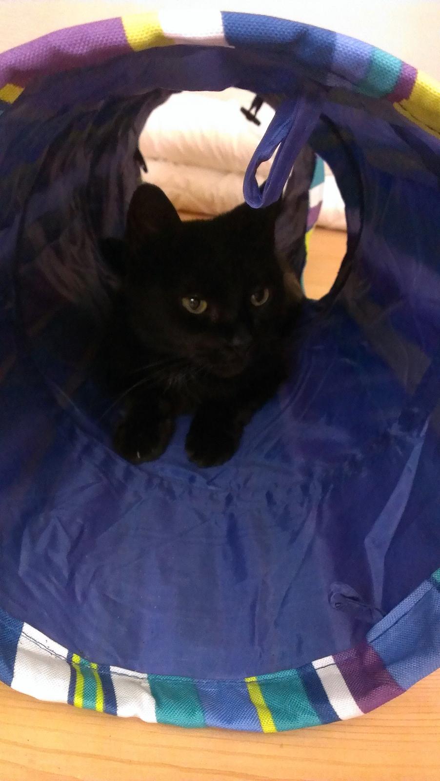 Blanding af racer Twiggy billede 10