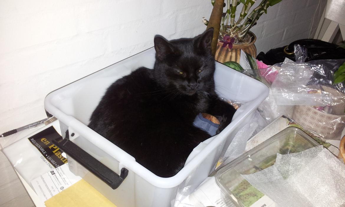 Blanding af racer Twiggy billede 20