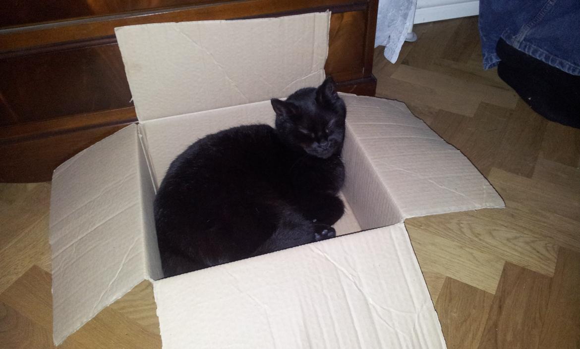 Blanding af racer Twiggy billede 22