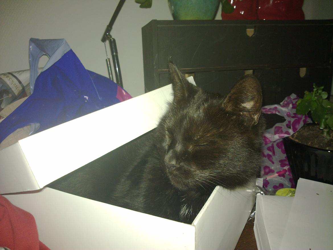 Blanding af racer Twiggy billede 24