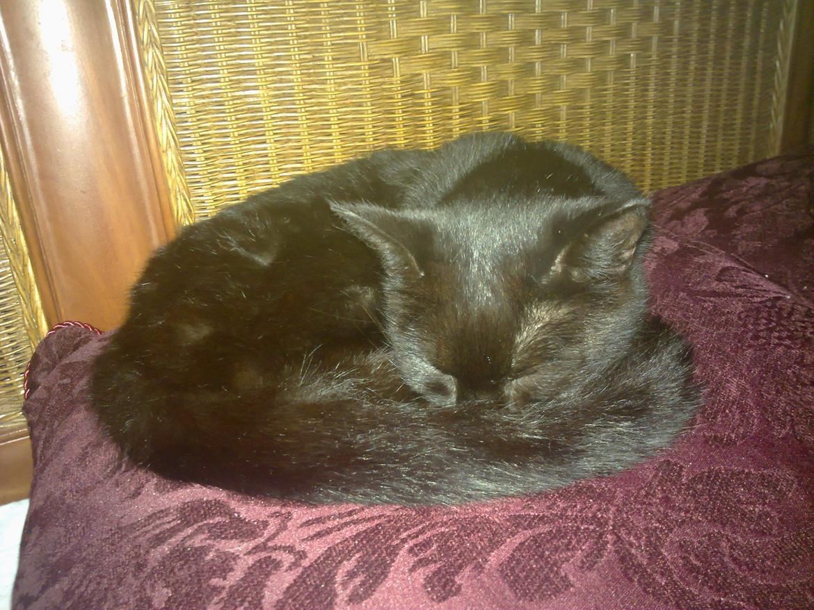 Blanding af racer Twiggy billede 25