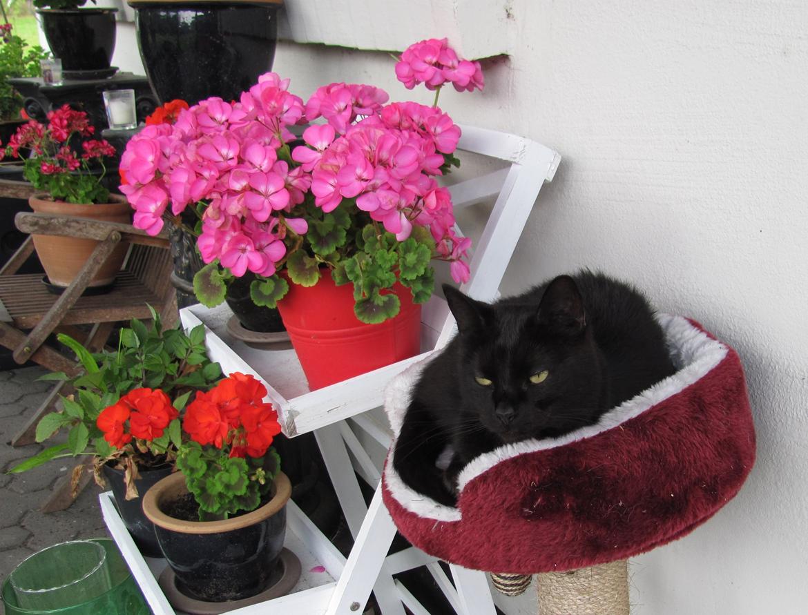 Blanding af racer Twiggy billede 26