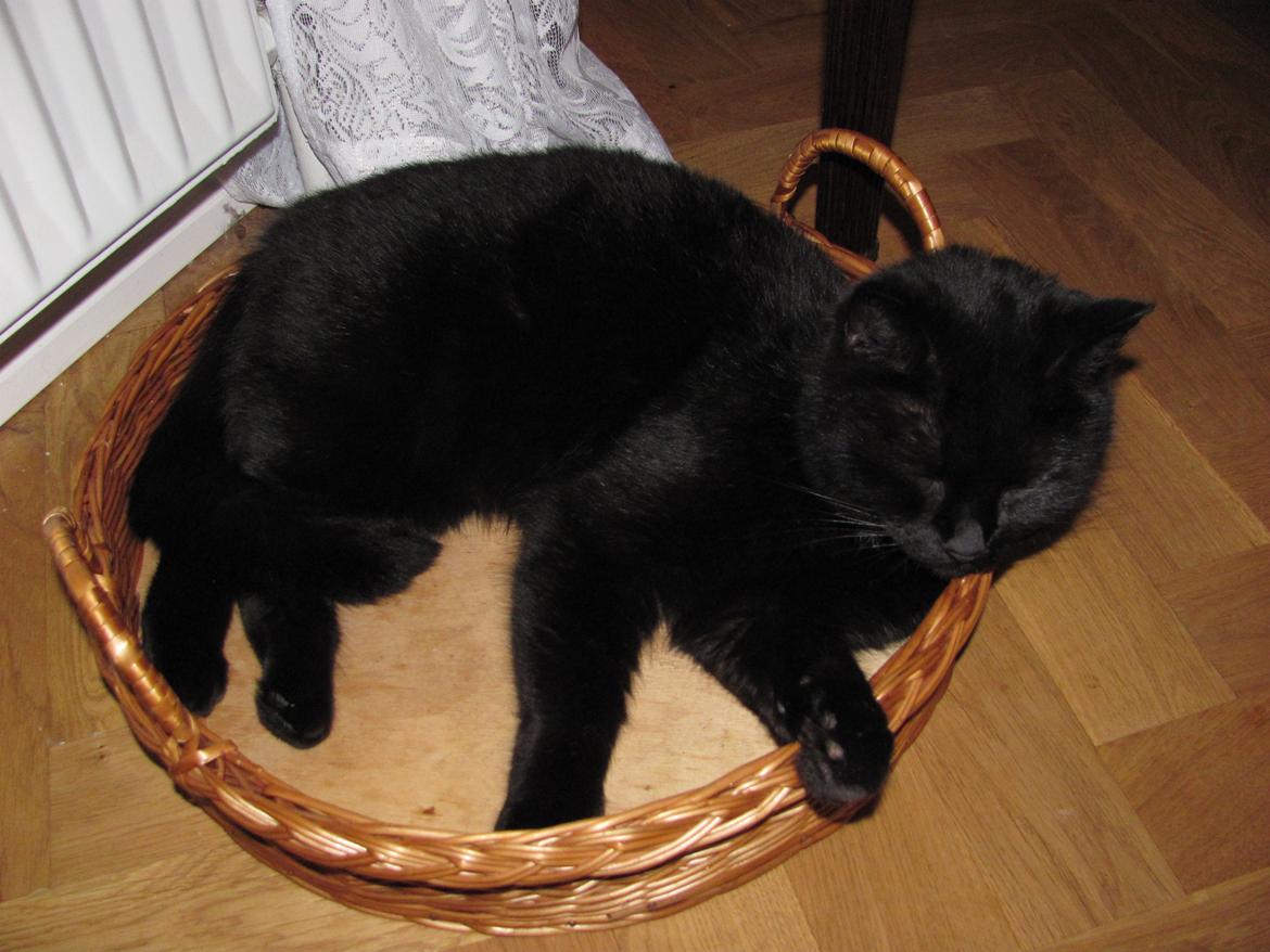 Blanding af racer Twiggy billede 15