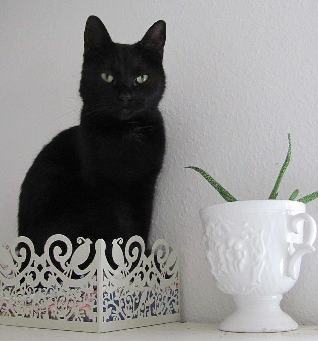 Blanding af racer Twiggy billede 17