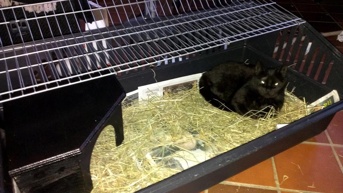 Blanding af racer Twiggy billede 13