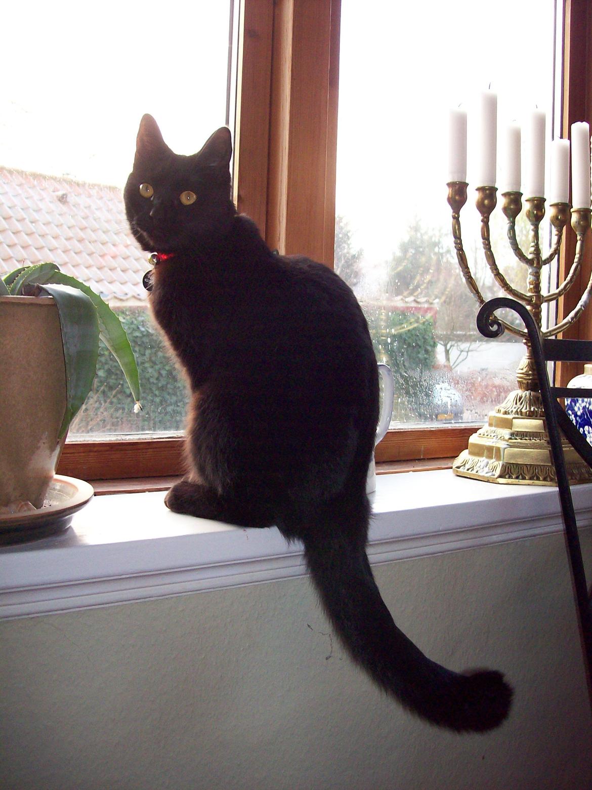 Blanding af racer Twiggy billede 27