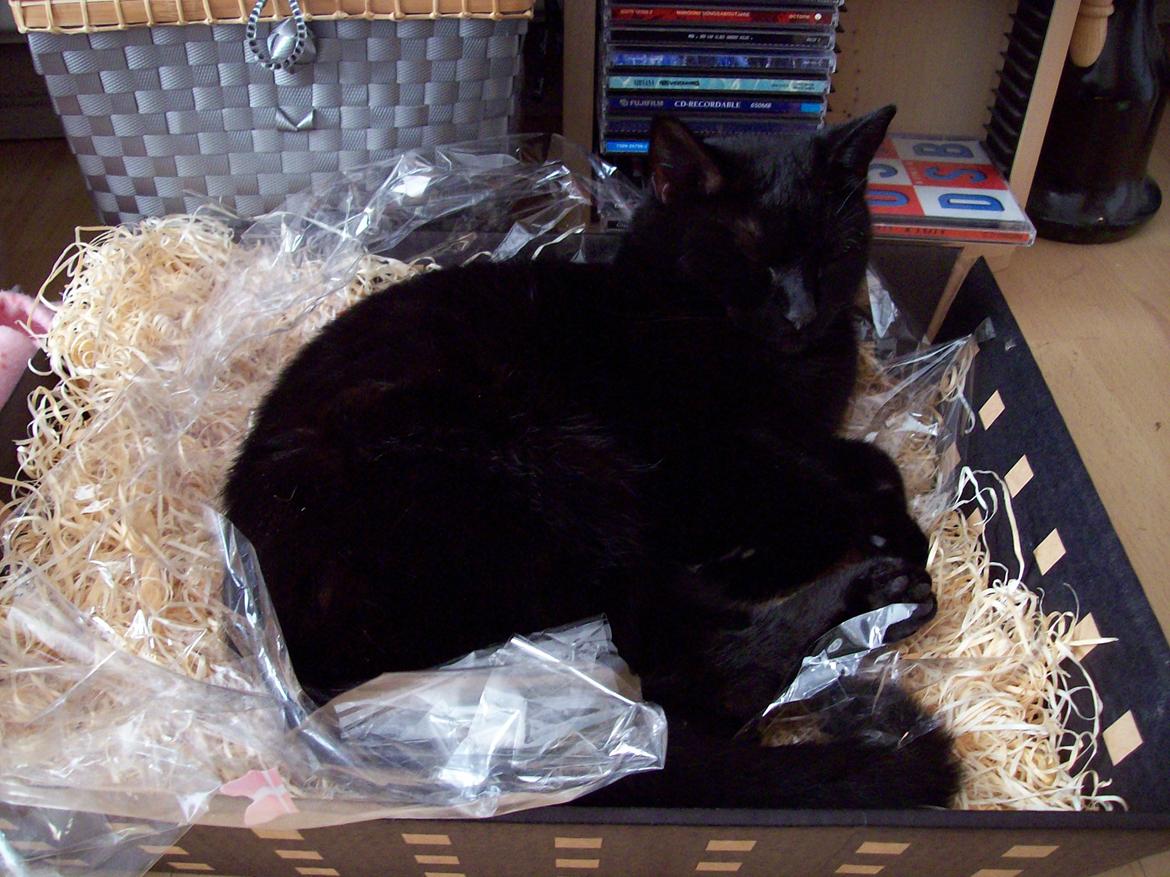 Blanding af racer Twiggy billede 18