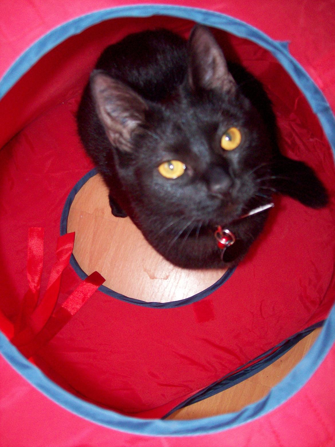 Blanding af racer Twiggy billede 23