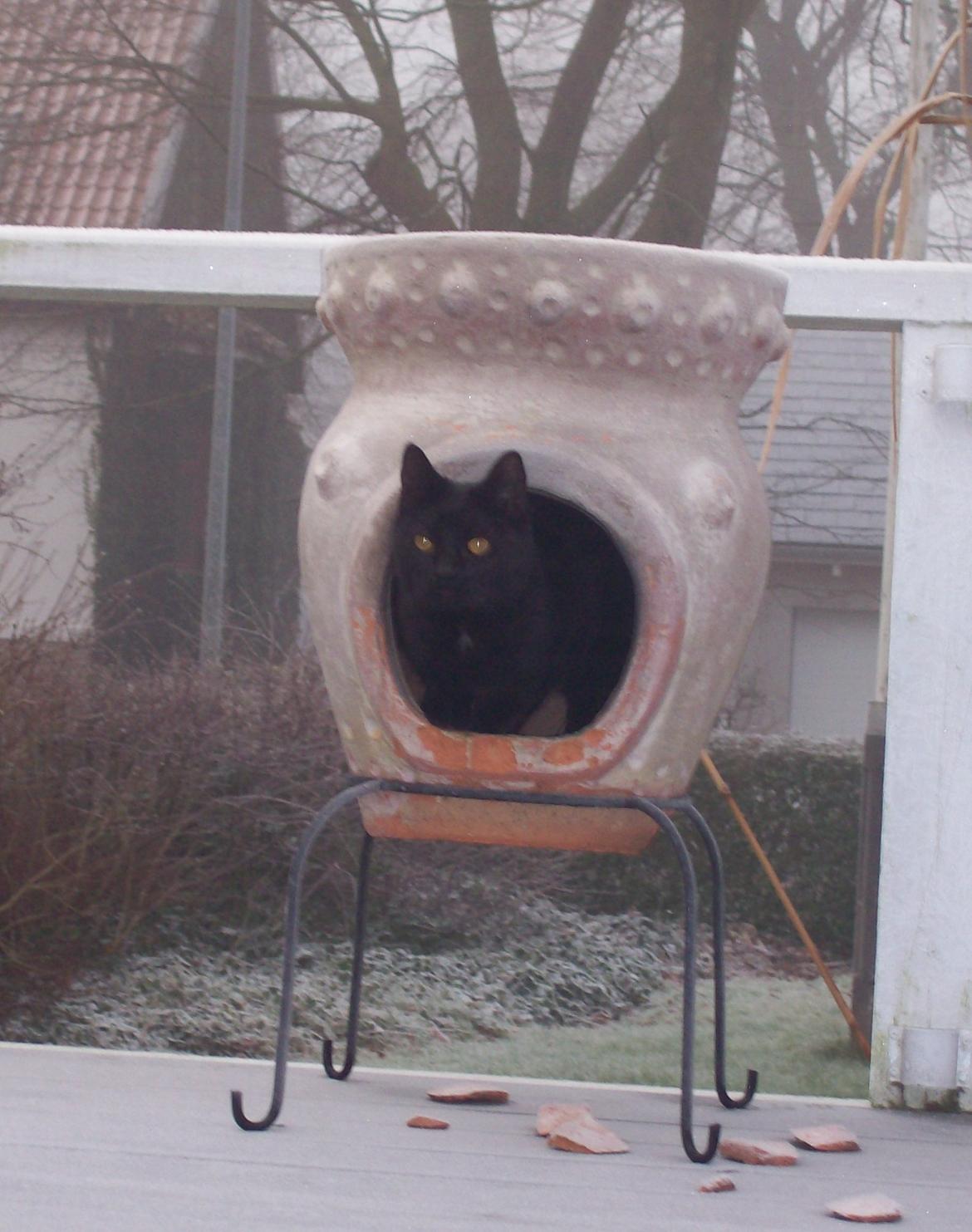 Blanding af racer Twiggy billede 29