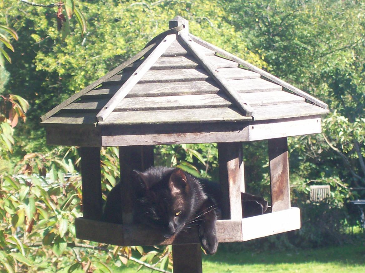 Blanding af racer Twiggy billede 28