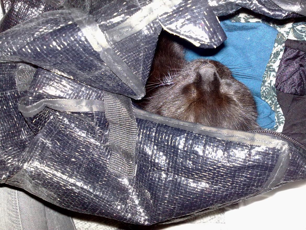 Blanding af racer Twiggy billede 31