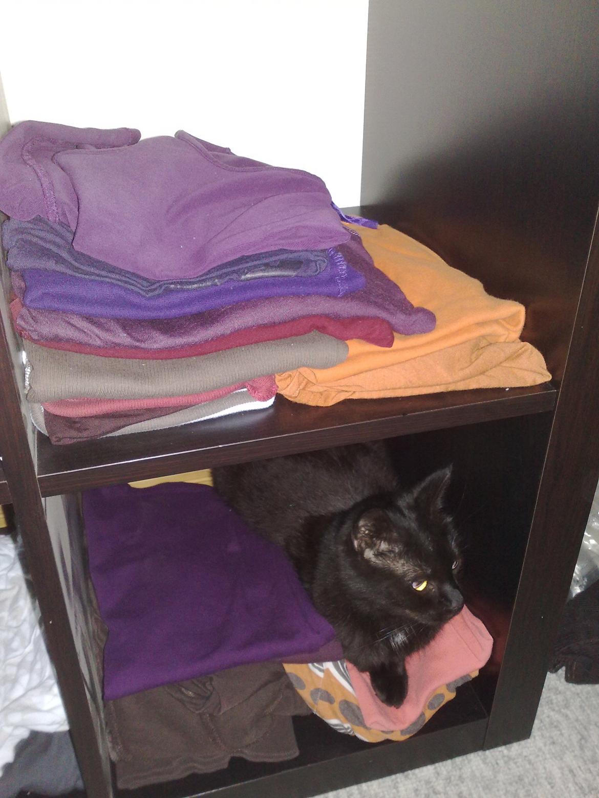 Blanding af racer Twiggy billede 21