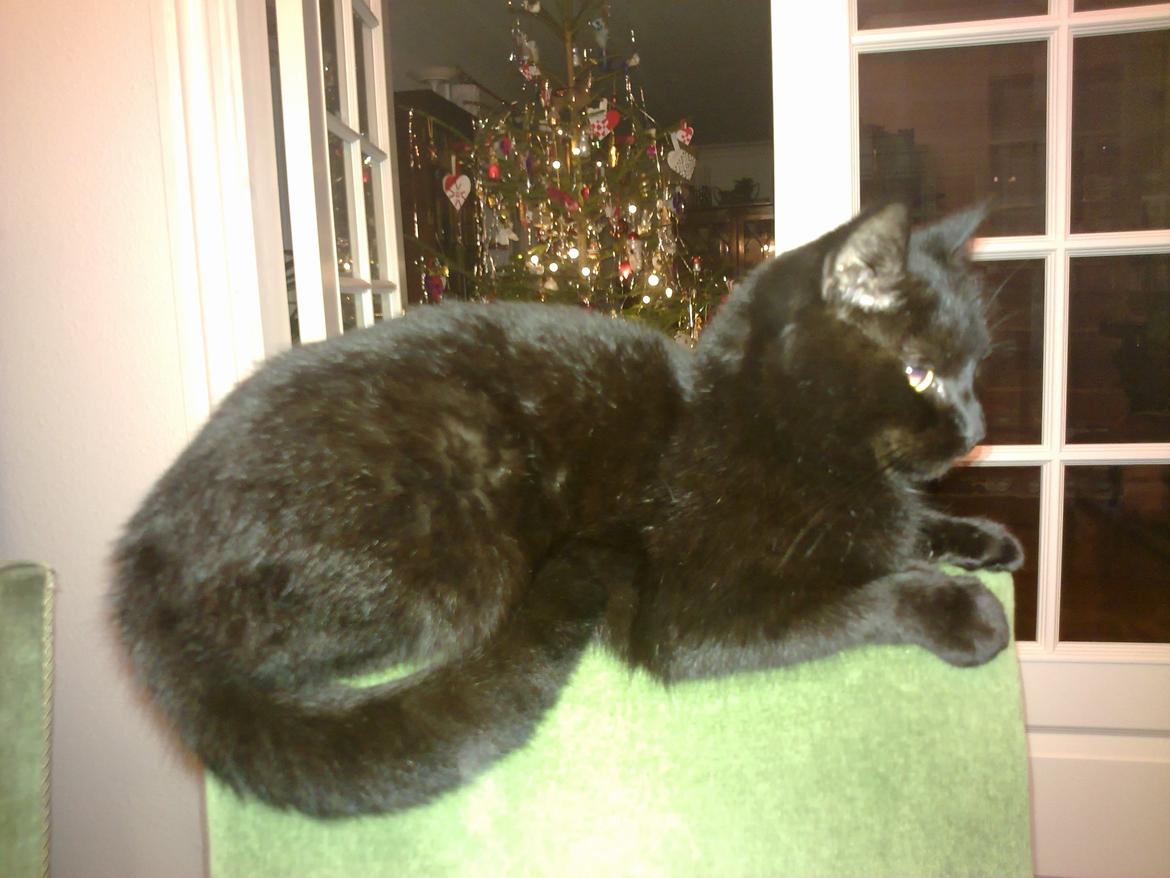 Blanding af racer Twiggy billede 14