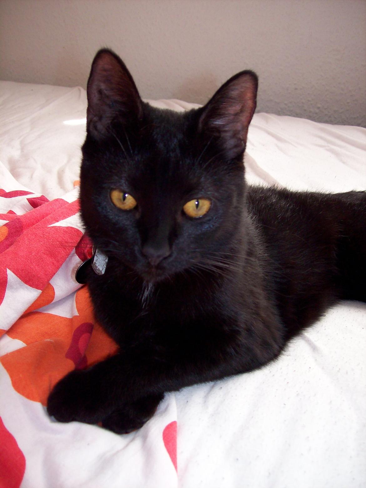 Blanding af racer Twiggy billede 2