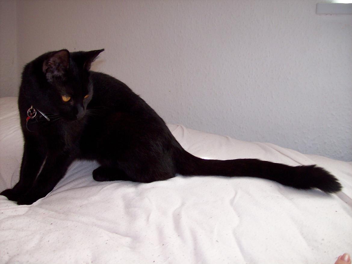 Blanding af racer Twiggy billede 3