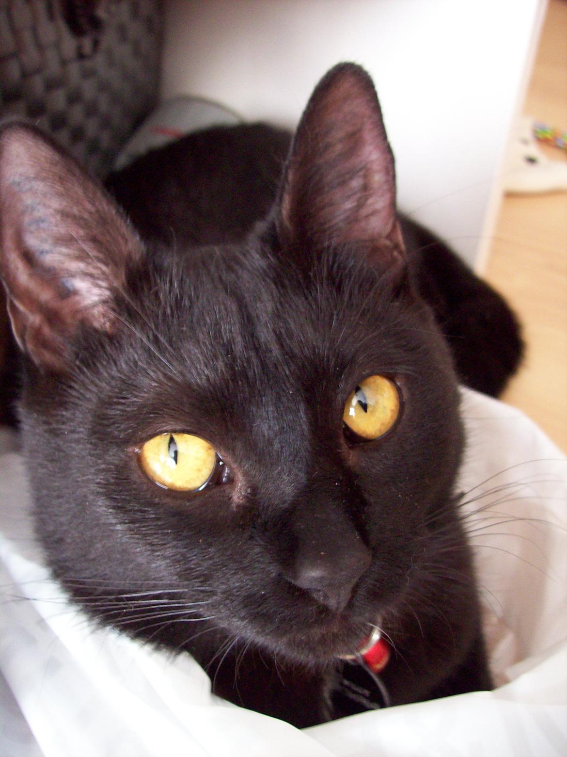 Blanding af racer Twiggy billede 1