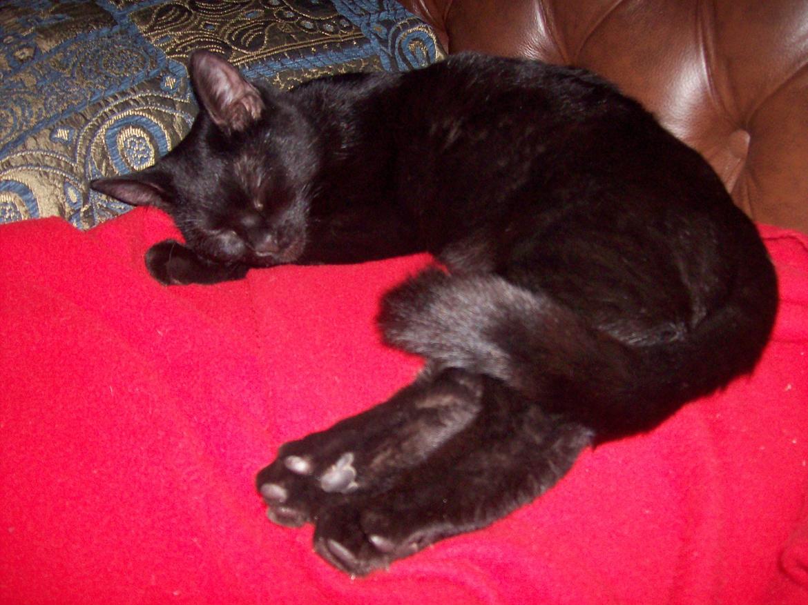 Blanding af racer Twiggy billede 33