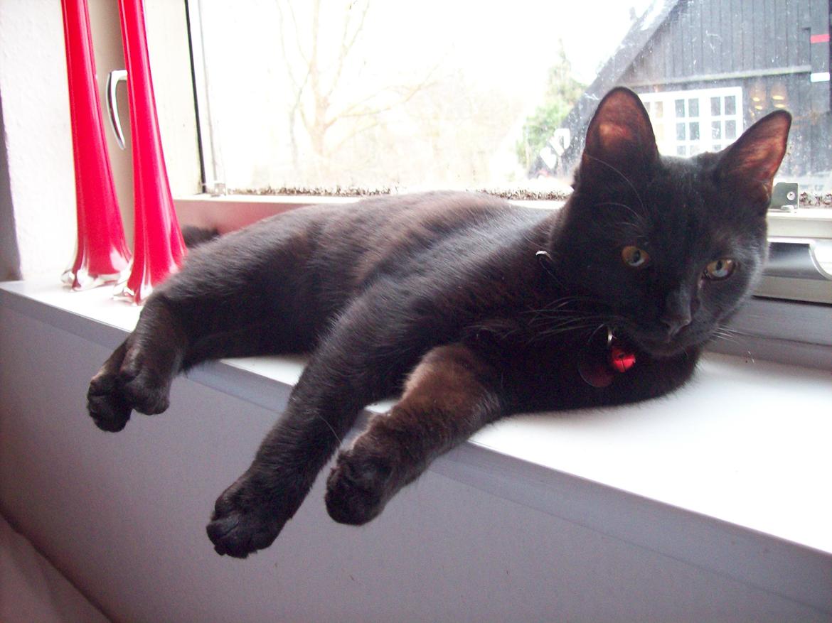 Blanding af racer Twiggy billede 34