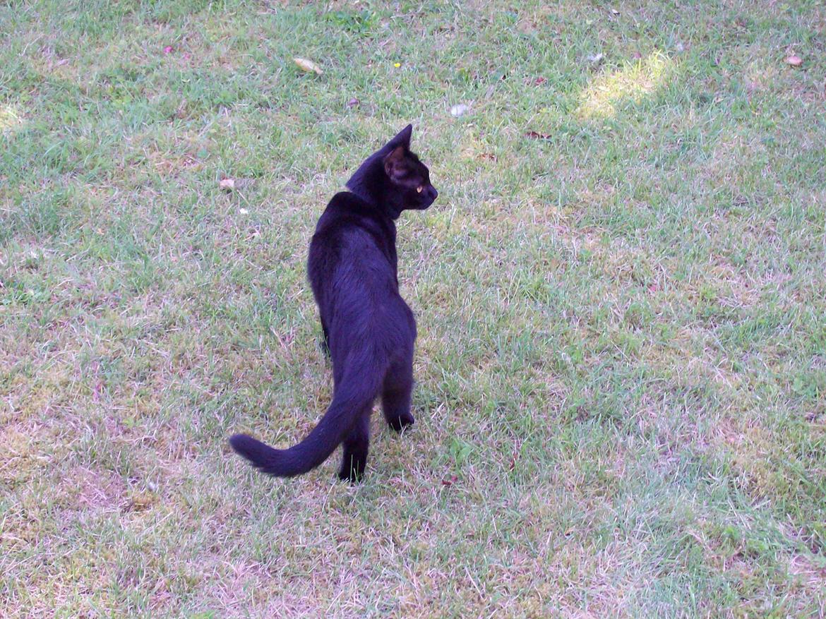 Blanding af racer Twiggy billede 7