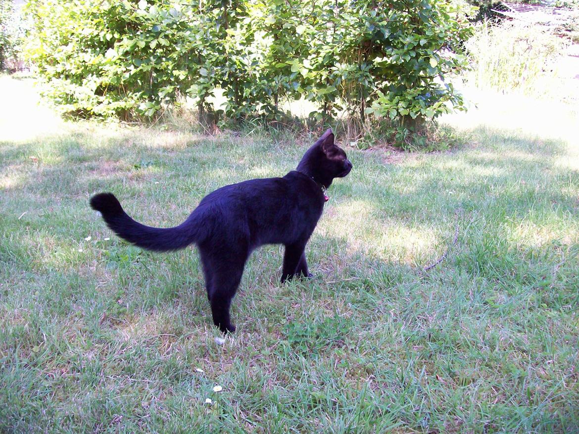 Blanding af racer Twiggy billede 6