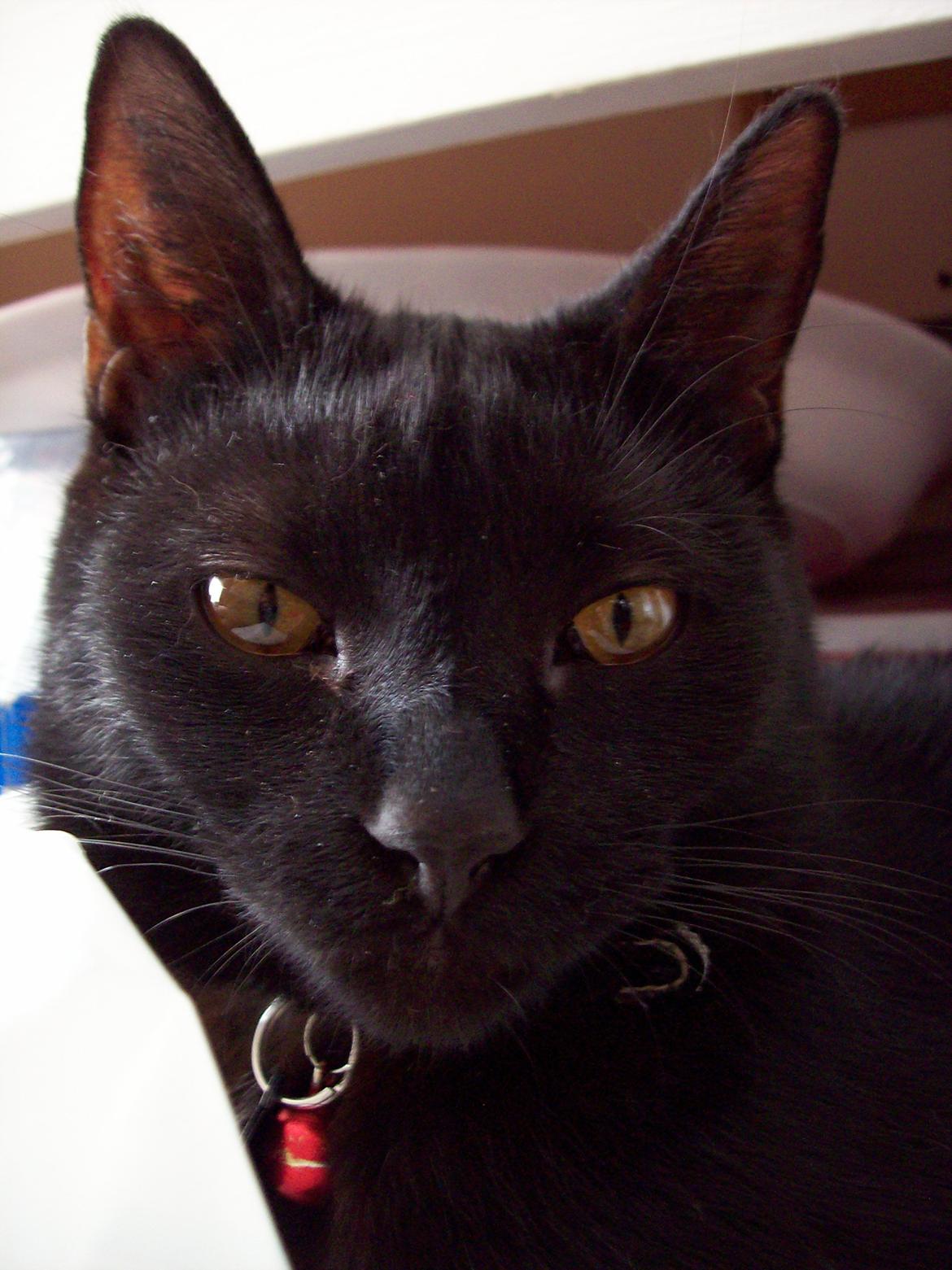 Blanding af racer Twiggy billede 36