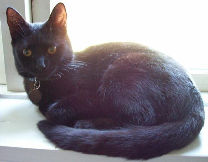 Blanding af racer Twiggy billede 37