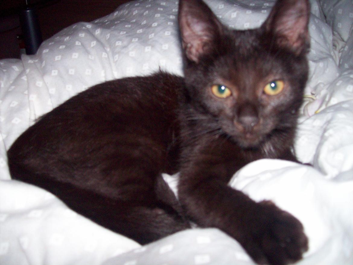 Blanding af racer Twiggy billede 38