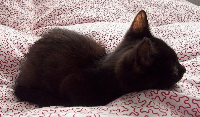 Blanding af racer Twiggy billede 40