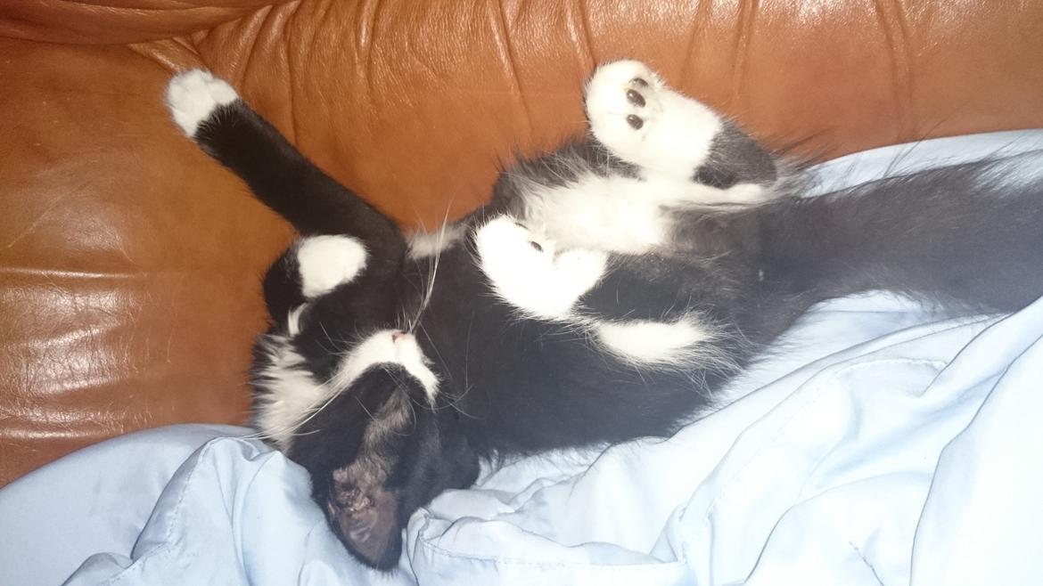 Huskat Mia EFTERLYSNING  billede 16