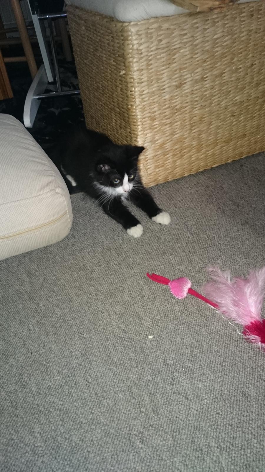 Huskat Mia EFTERLYSNING  billede 17