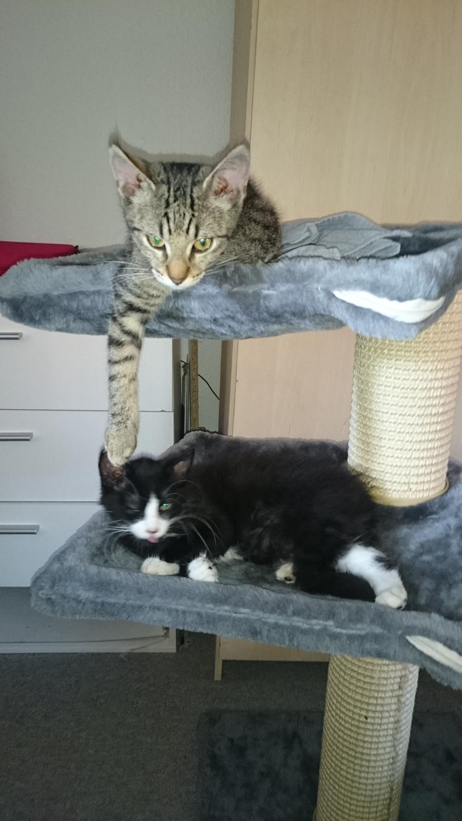 Huskat Mia EFTERLYSNING  billede 18